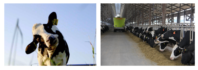 花花牛丨每天一杯奶，幸福健康喝出來(lái)?。?！