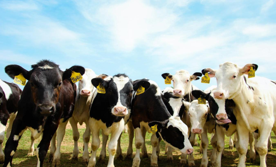 北京大學(xué)南南合作與發(fā)展學(xué)院教授、全球伙伴關(guān)系主任周詠梅一行蒞臨花花牛平輿瑞亞牧業(yè)參觀調(diào)研