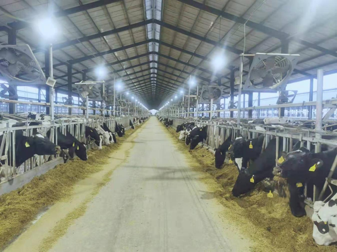 北京大學(xué)南南合作與發(fā)展學(xué)院教授、全球伙伴關(guān)系主任周詠梅一行蒞臨花花牛平輿瑞亞牧業(yè)參觀調(diào)研