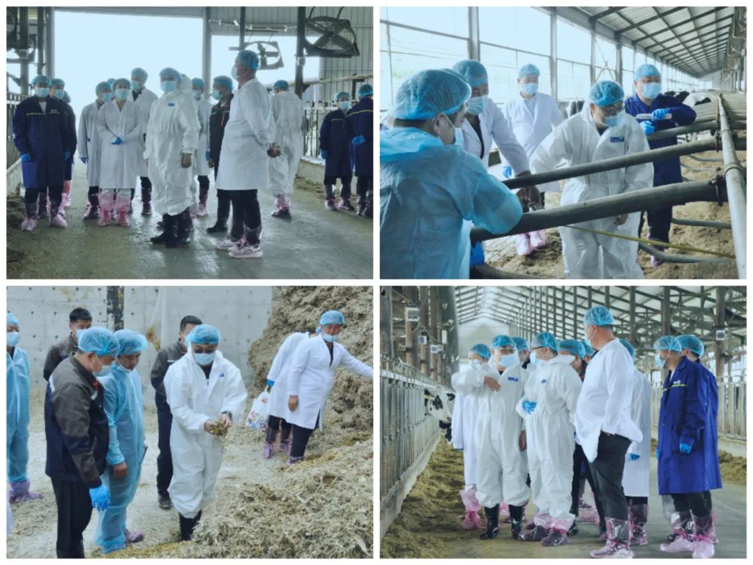 花花牛丨國家奶牛產(chǎn)業(yè)技術(shù)體系首席科學(xué)家、中國農(nóng)業(yè)大學(xué)教授李勝利一行蒞臨花花牛魯山瑞亞參觀調(diào)研