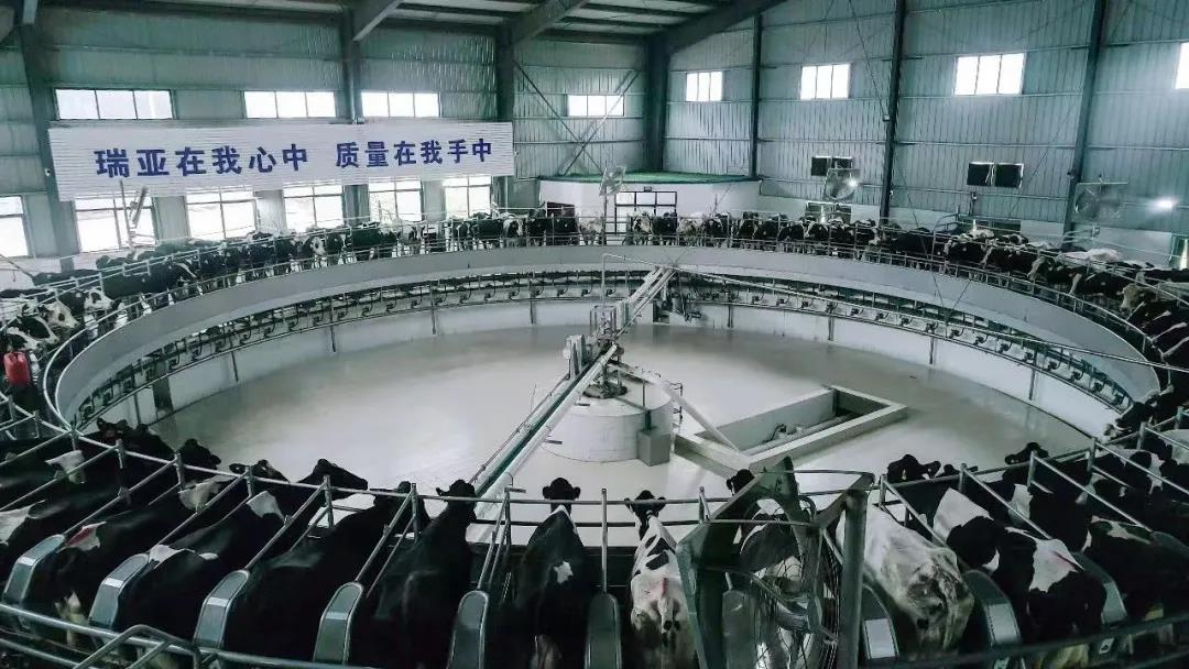 花花牛丨駐馬店市遂平縣政協(xié)黨組書記、主席張衛(wèi)東一行蒞臨花花牛魯山瑞亞牧場參觀