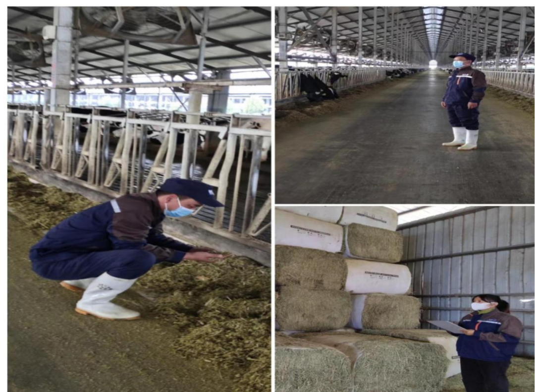 花花牛丨點點微光匯星河——養(yǎng)殖事業(yè)部抗疫保生產(chǎn)側(cè)記 花花牛丨點點微光匯星河——養(yǎng)殖事業(yè)部抗疫保生產(chǎn)側(cè)記