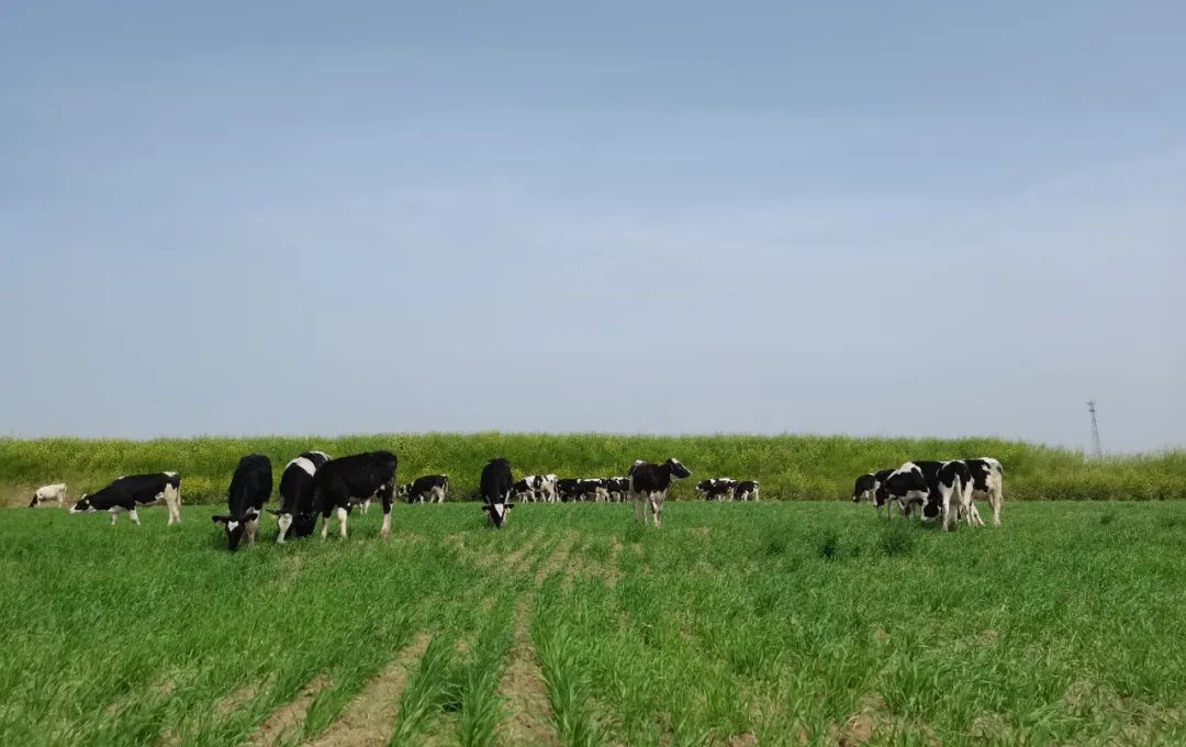 繼往開來 · 再創(chuàng)輝煌 | 花花牛乳業(yè)集團(tuán)召開9月營(yíng)銷、養(yǎng)殖及飼料月度經(jīng)營(yíng)工作會(huì)議